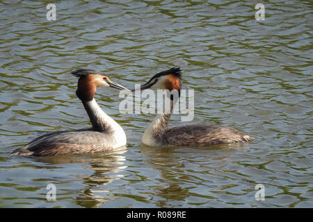 Two great crested grebes (Podiceps cristatus) are forming a heart: a mating ritual in spring Stock Photo