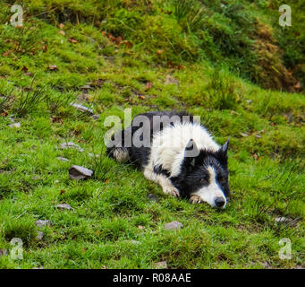 alert black and white Irish sheepdog awaiting  the shepherd's whistle to herd the sheep Stock Photo