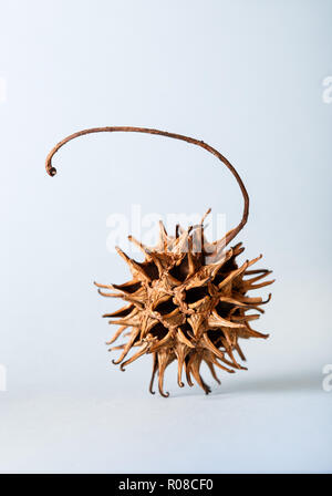 Seedpod (dried sweetgum fruit) of Liquidambar tree on a blue background. Liquidambar also called sweetgum, sweet gum, redgum, satin-walnut, and Americ Stock Photo
