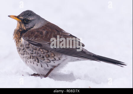 A Fieldfare (Turdus pilaris) feeding in freezing conditions in a Norfolk garden Stock Photo