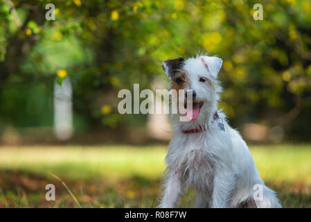 Portrait of a Parson Russell Terrier in a city park Stock Photo