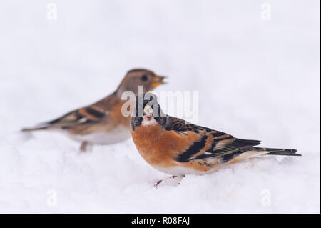 A pair of Brambling (Fringilla montifringilla) with male in foreground feeding in freezing conditions in a Norfolk garden Stock Photo