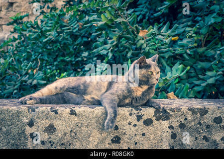 Horizontal photo of nice adult cat. Animal has nice grey and orange fur. Cat is perched on stone wall near entrance to old town of Rhodes capital city Stock Photo