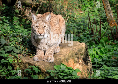 Eurasian lynx, also European lynx or Siberian lynx, wild cat sitting, in captivity Stock Photo