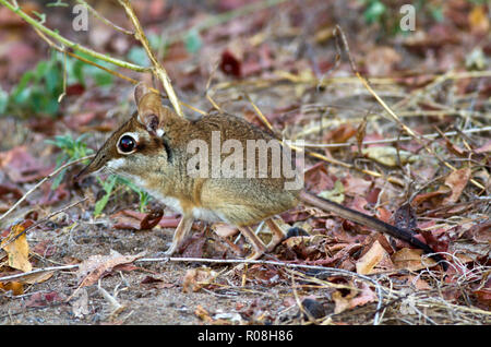 The Four-toed Elephant Shrew or Senji is a diminutive but extremely active hunter of invertibrates running along the regularly patrolled and cleared p Stock Photo