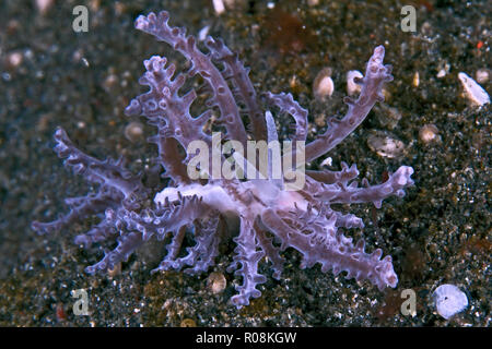 Dendronotus nudibranch that looks like purple soft coral. Photographed in Lembeh Straits, November, 2012. Stock Photo