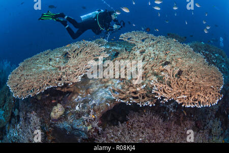 Female scuba diver, underwater photographer and videographer records marine life activity on large Acropora table corals. Raja Ampat, Indonesia. April Stock Photo