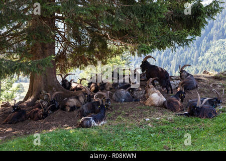 Grey mountain goats or Capra Grigia lie on a tree, Hinterstein, near Bad Hindelang, Oberallgäu, Allaäu, Bavaria, Germany Stock Photo