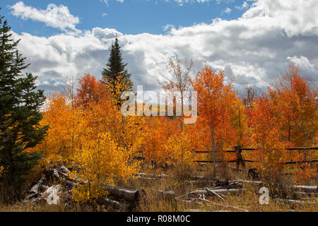 Autumn aspen trees along Battle Pass Scenic Byway in Wyoming Stock Photo