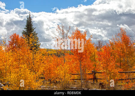 Autumn aspen trees along Battle Pass Scenic Byway in Wyoming Stock Photo