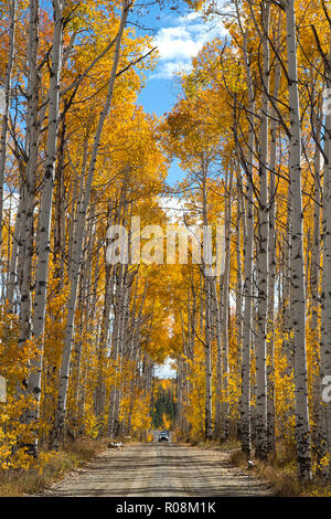 Autumn aspen trees along Battle Pass Scenic Byway in Wyoming Stock Photo