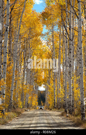 Autumn aspen trees along Battle Pass Scenic Byway in Wyoming Stock Photo