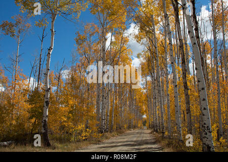 Autumn aspen trees along Battle Pass Scenic Byway in Wyoming Stock Photo