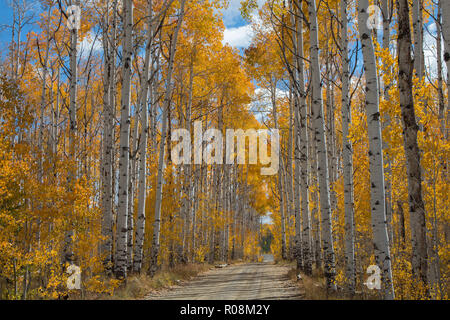 Autumn aspen trees along Battle Pass Scenic Byway in Wyoming Stock Photo