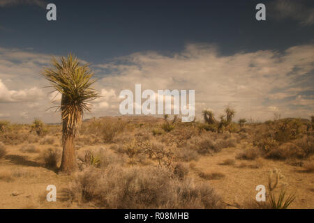 View of Mojave Desert national reserve landscape, an arid rain-shadow ...