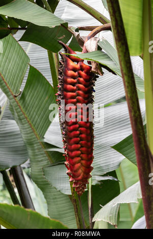 Hanging Heliconia flower (Heliconia mariae inflorescence) in Hilo, Hawaii. Also known as lobster-claw. Large red bloom is surrounded by green tropical