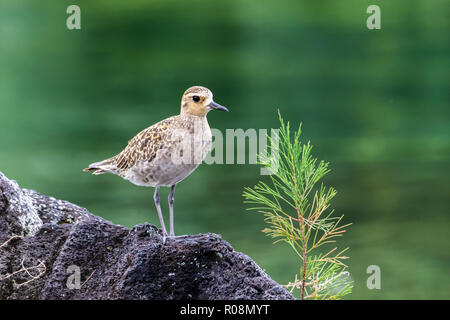 Pacific Golden Plover (pluvialis fulva) standing on a volcanic rock near a young pine tree sapling. Nearby pond is in the background. In Hilo, Hawaii. Stock Photo
