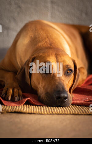 Big dog breed Rhodesian Ridgeback lying down lazy a the carpet, with a distant look in the caramel eyes Stock Photo