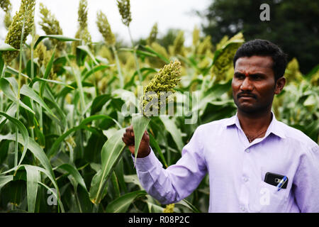 Jowar millet - Sorghum Stock Photo