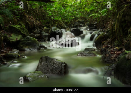 Small rain forest river surrounded by green plant before rain Stock Photo