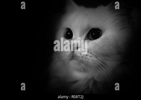 Black and white and isolate potrait of persian long hair cat Stock Photo