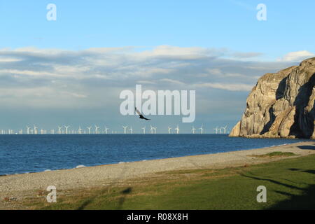 A bird flying off into the sea, with a cliff and some wind turbines. A photo with a sense of freedom. Photo taken in Wales, UK. Stock Photo