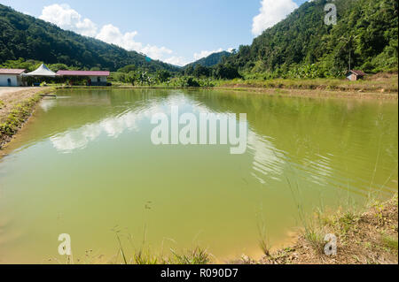 Commercial fresh water fish pond in Sabah Malaysia Borneo. Stock Photo