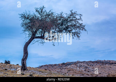 Lone Tree on a hill top