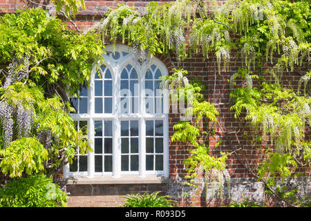 Wisteria with white, purple scented pendants of flowers drape from the branches in a beautiful floral display, on a house red brick wall next to ornam Stock Photo