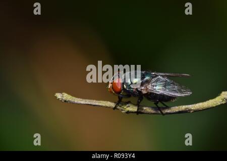 A Green Bottle fly (Lucilia sericata) resting on a twig. These common blowflies are found all over the world. Stock Photo