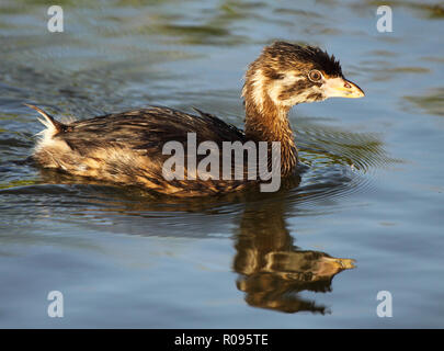 A baby Pied-billed Grebe and reflection on calm water. Stock Photo