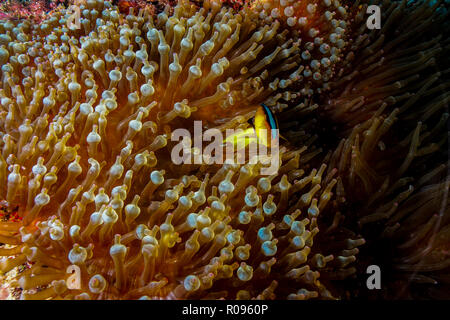 Entacmaea Quadricolor, Bubble Anemone Maldives Stock Photo