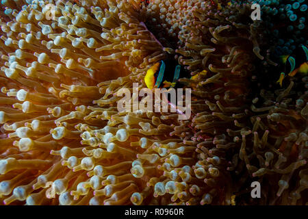 Entacmaea Quadricolor, Bubble Anemone Maldives Stock Photo