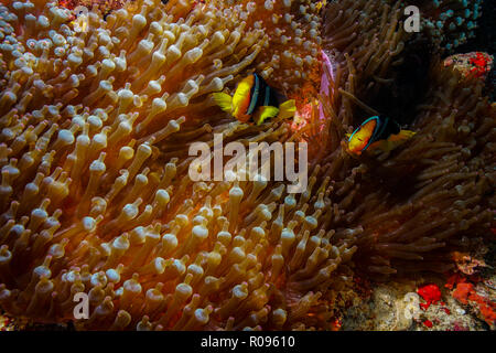 Entacmaea Quadricolor, Bubble Anemone Maldives Stock Photo