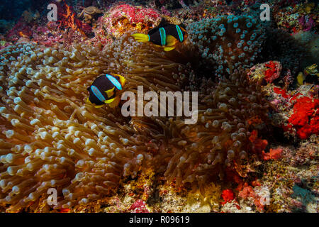 Entacmaea Quadricolor, Bubble Anemone Maldives Stock Photo