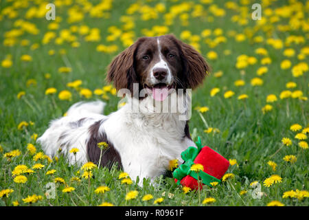 Portrait of English Springer Spaniel laying in meadow of yellow flowers. Stock Photo