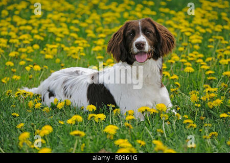 Portrait of English Springer Spaniel laying in meadow of yellow flowers. Stock Photo