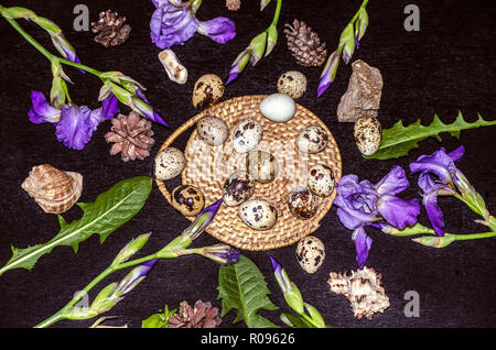 Quail eggs on a round wicker straw,surrounded by branches of purple iris,pebbles,seashells and pine cones on a black background Stock Photo