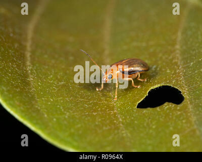 Macro Photography of Little Beetle On Leaf Stock Photo