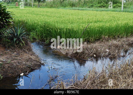 Water flowing out of green field, Cereal crop with paddy rice ears, Agriculture in Thailand Stock Photo