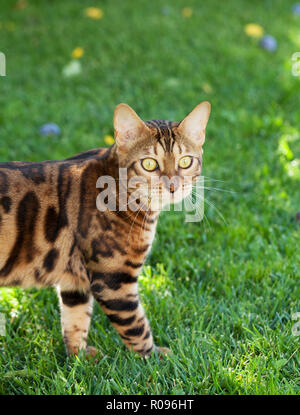 Young bengal cat in sunny garden Stock Photo