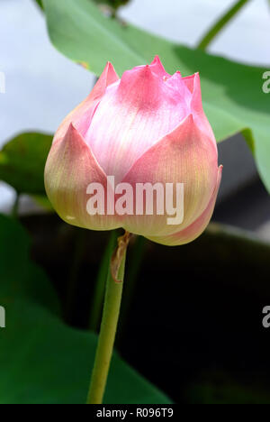 Lotus flower, rare flower. Ancient flower. Symbol of purity. Symbol of Buddhism, Nelumbo, Lotus orehonosny, Species listed in the Red book, Nelumbo nu Stock Photo