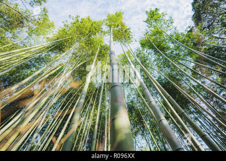Bamboo grove at Arashiyama bamboo forest in Kyoto, Japan