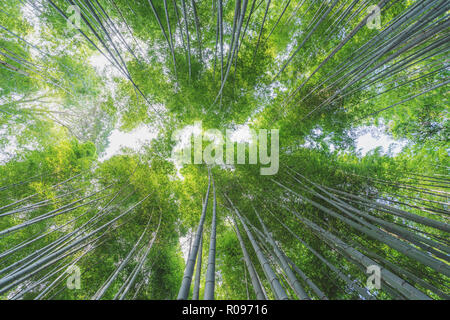Bamboo grove at Arashiyama bamboo forest in Kyoto, Japan