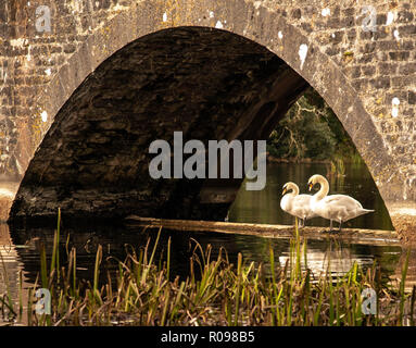 Swans at Rest Stock Photo