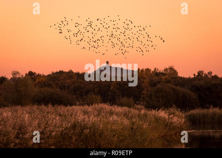 Glastonbury, Somerset, UK. 3rd November 2018. UK Weather: Morning starling murmuration over Avalon marshes nature reserve with Glastonbury Tor in view. Credit: Guy Corbishley / Alamy Live News Stock Photo