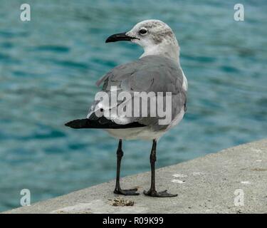 Nassau, New Providence, Bahamas. 16th Jan, 2009. Seagulls are common around the port of Nassau, capital of the Bahamas, and a popular cruise-ship destination. Credit: Arnold Drapkin/ZUMA Wire/Alamy Live News Stock Photo