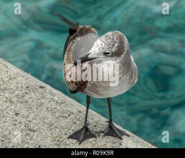 Nassau, New Providence, Bahamas. 16th Jan, 2009. Seagulls are common around the port of Nassau, capital of the Bahamas, and a popular cruise-ship destination. Credit: Arnold Drapkin/ZUMA Wire/Alamy Live News Stock Photo