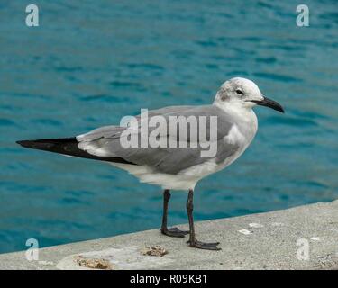 Nassau, New Providence, Bahamas. 16th Jan, 2009. Seagulls are common around the port of Nassau, capital of the Bahamas, and a popular cruise-ship destination. Credit: Arnold Drapkin/ZUMA Wire/Alamy Live News Stock Photo