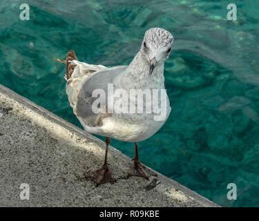 Nassau, New Providence, Bahamas. 16th Jan, 2009. Seagulls are common around the port of Nassau, capital of the Bahamas, and a popular cruise-ship destination. Credit: Arnold Drapkin/ZUMA Wire/Alamy Live News Stock Photo